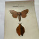 Naturalist engraving Butterfly 19th-century original botanical poster 1800