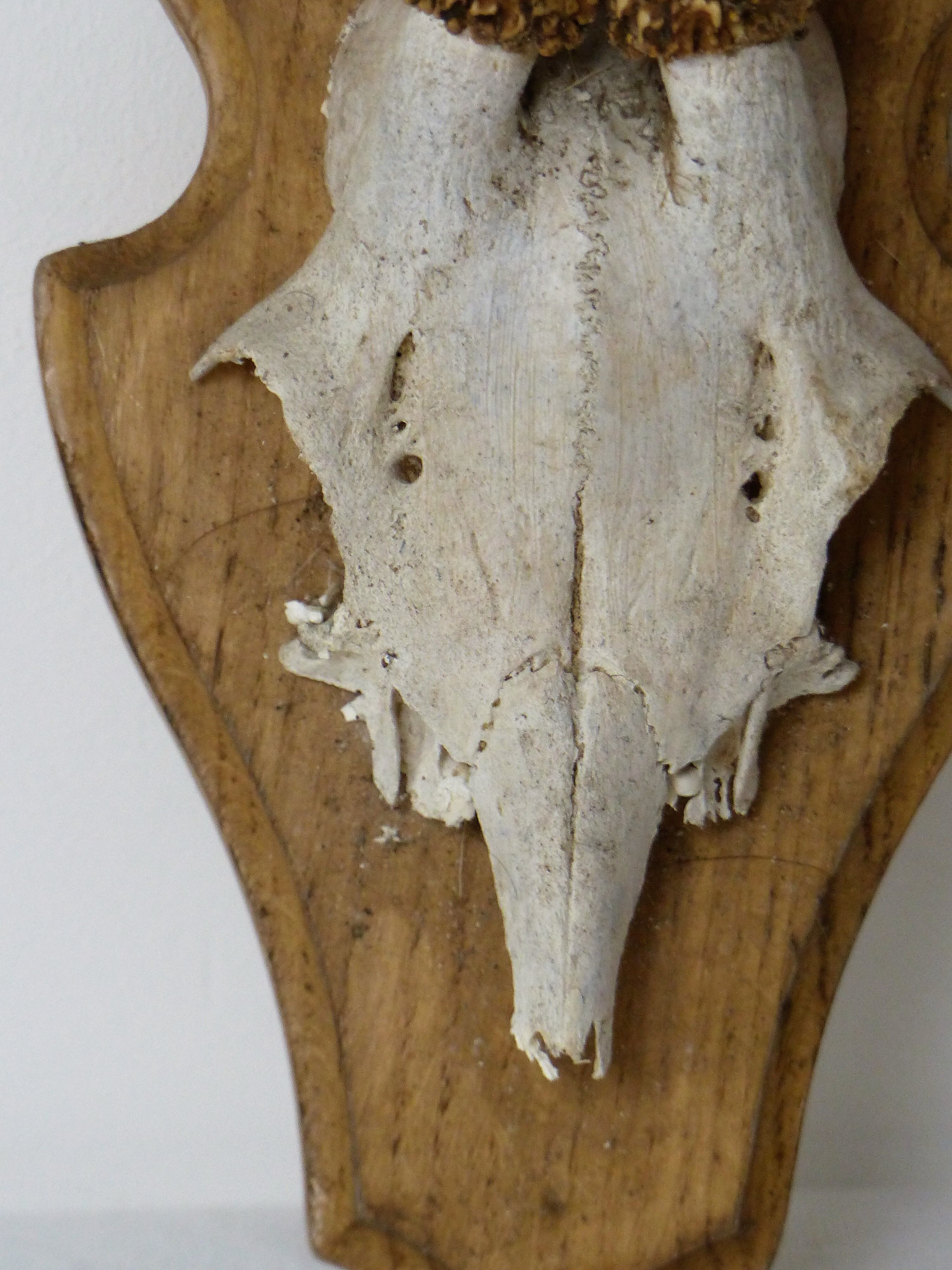 Deer massacre trophy