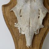 Deer massacre trophy