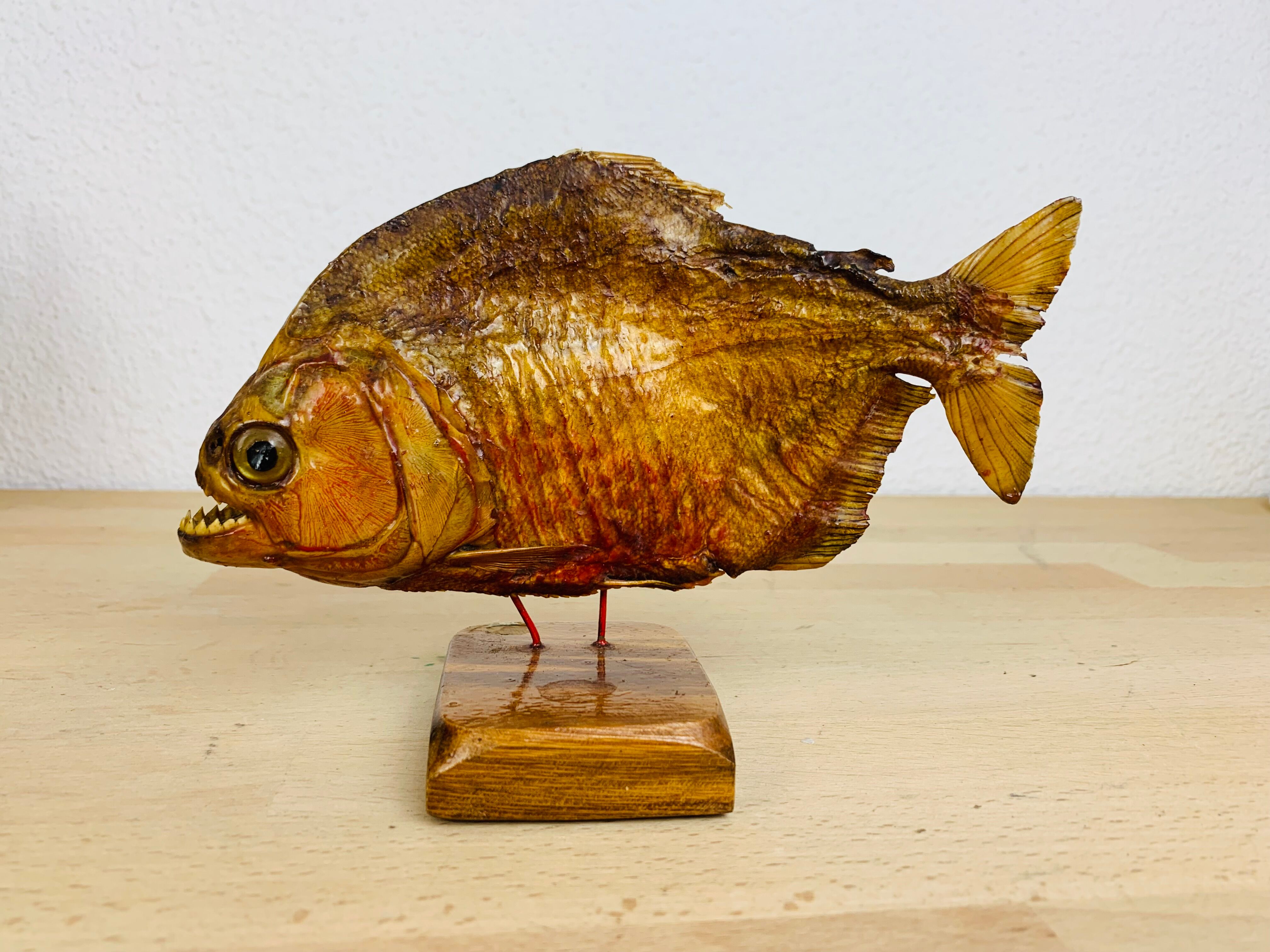 Piranha naturalized on base cabinet of curiosity