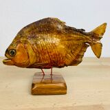 Piranha naturalized on base cabinet of curiosity