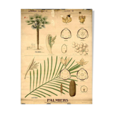 Deyrolle plate N 749 Palm trees - circa 1930. Custom-made plexiglass frame