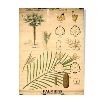 Deyrolle plate N 749 Palm trees - circa 1930. Custom-made plexiglass frame