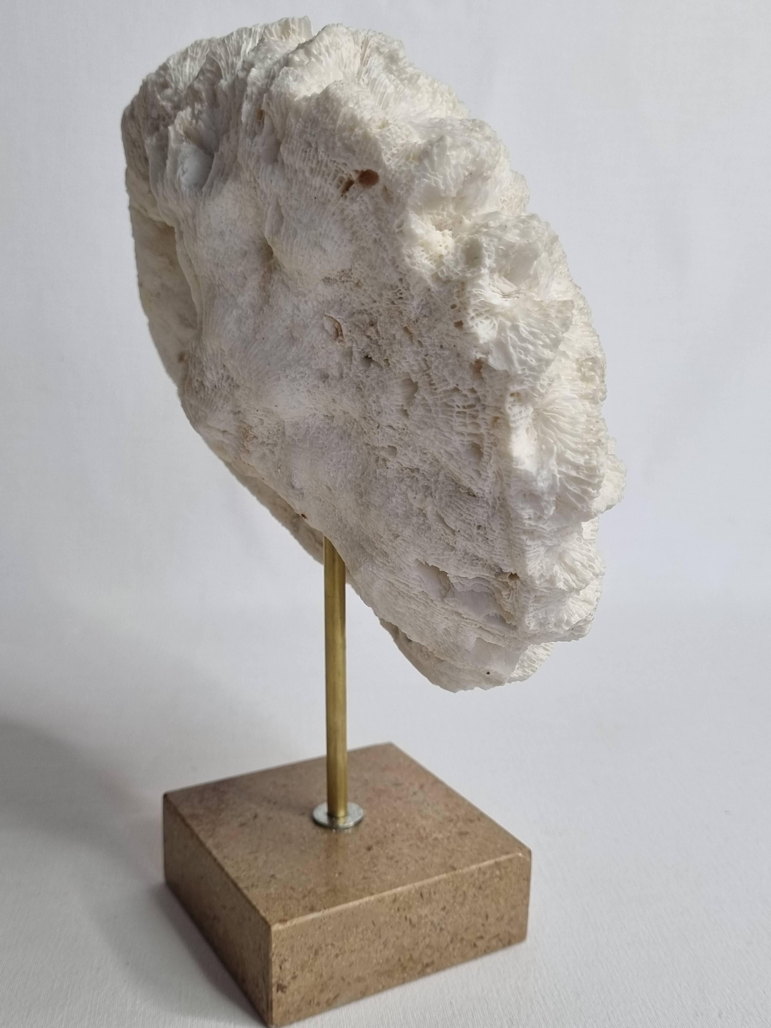 Ancient white labyrinthiform coral on pedestal