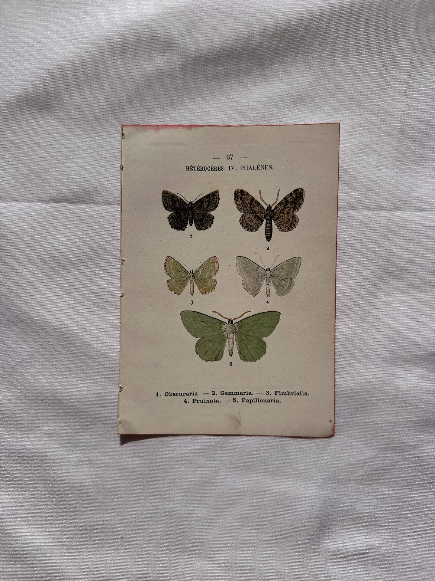 Botanical Plate 1800 Old naturalist engraving 19th century double-sided