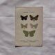 Botanical Plate 1800 Old naturalist engraving 19th century double-sided