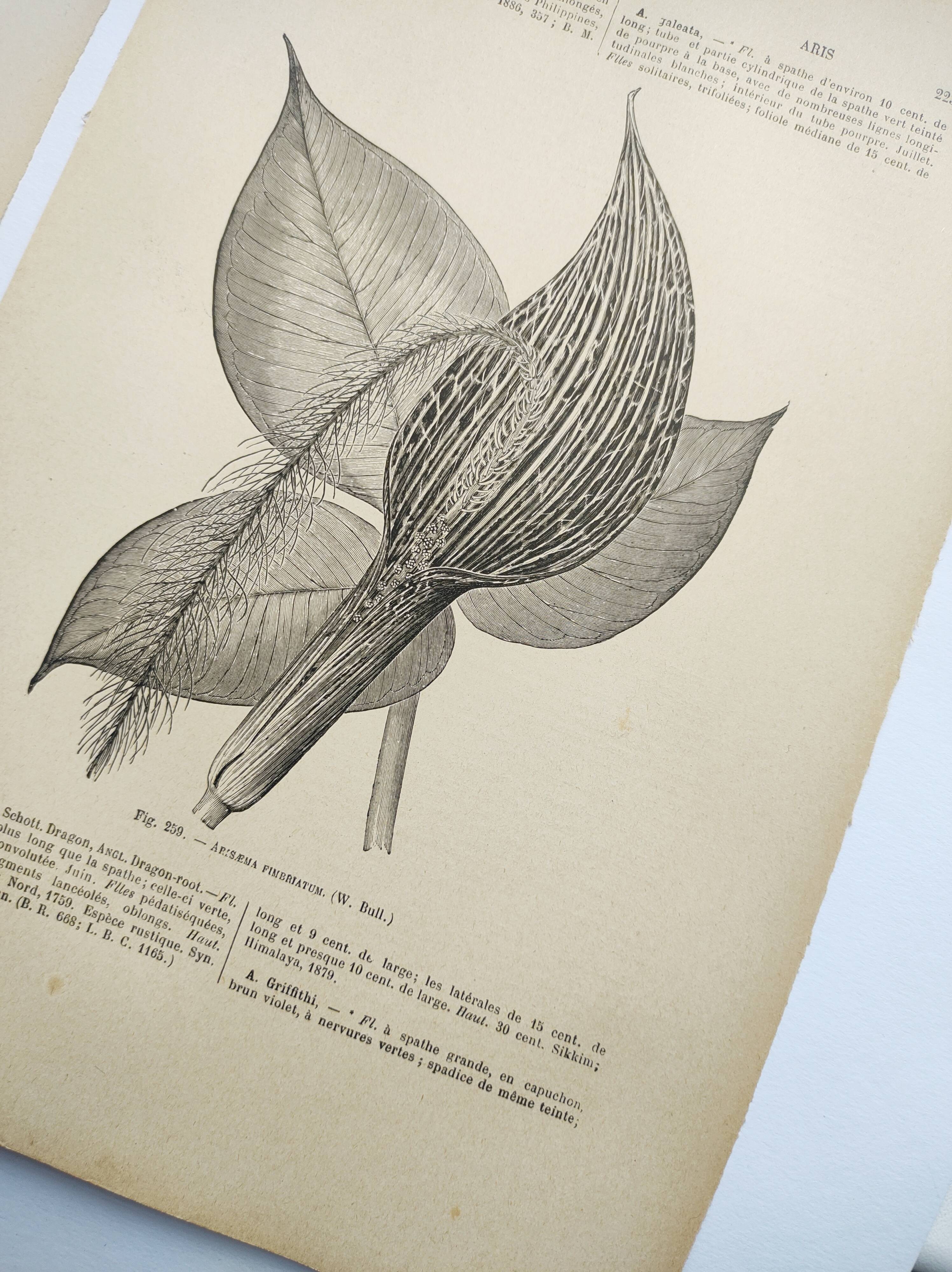 Botanical engravings from 1897 - 3 Plant Plates (1) - Old original plates including Ariséma