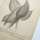 Gravures botaniques de 1897 - 3 Planches Plantes (1) - Planches originales anciennes dont Ariséma