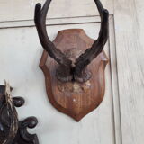 Set of 5 trophies horns