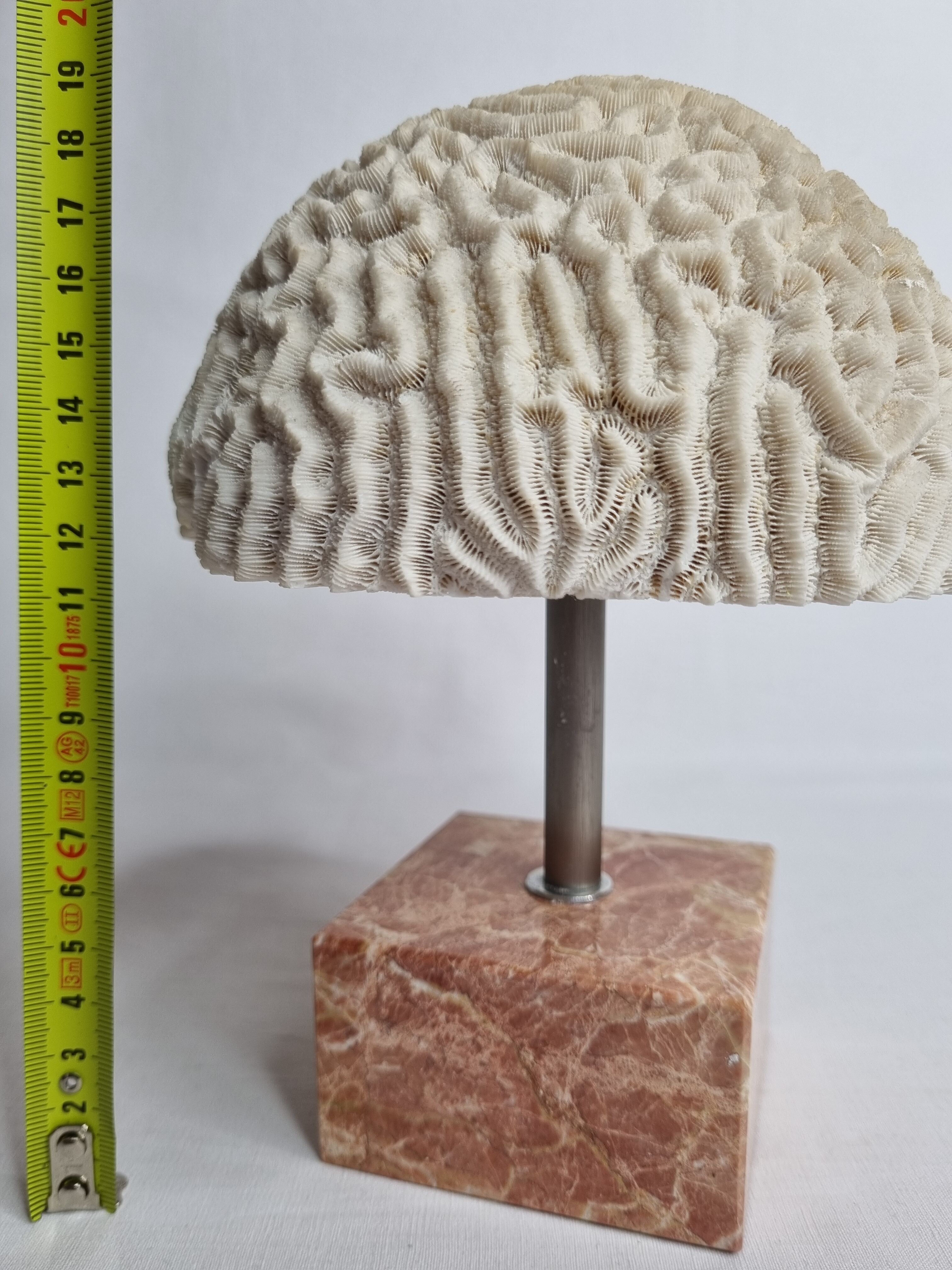 Ancient coral "brain" Diploria labyrinthiformis on base, 19 cm