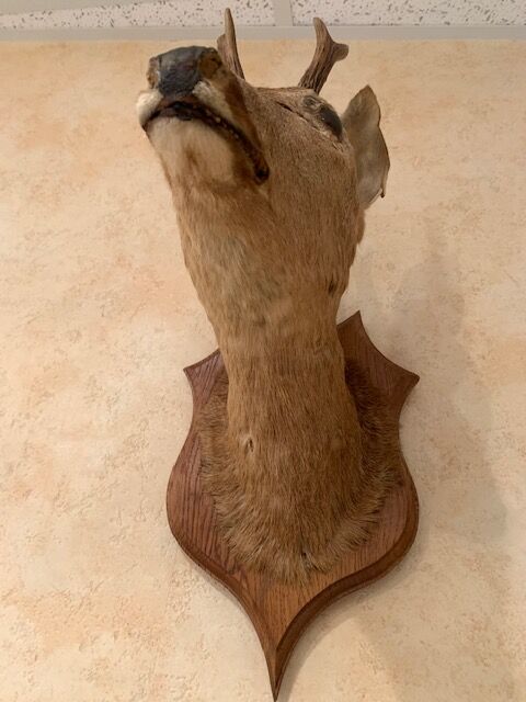 Taxidermy doe head deer deer hunting trophy