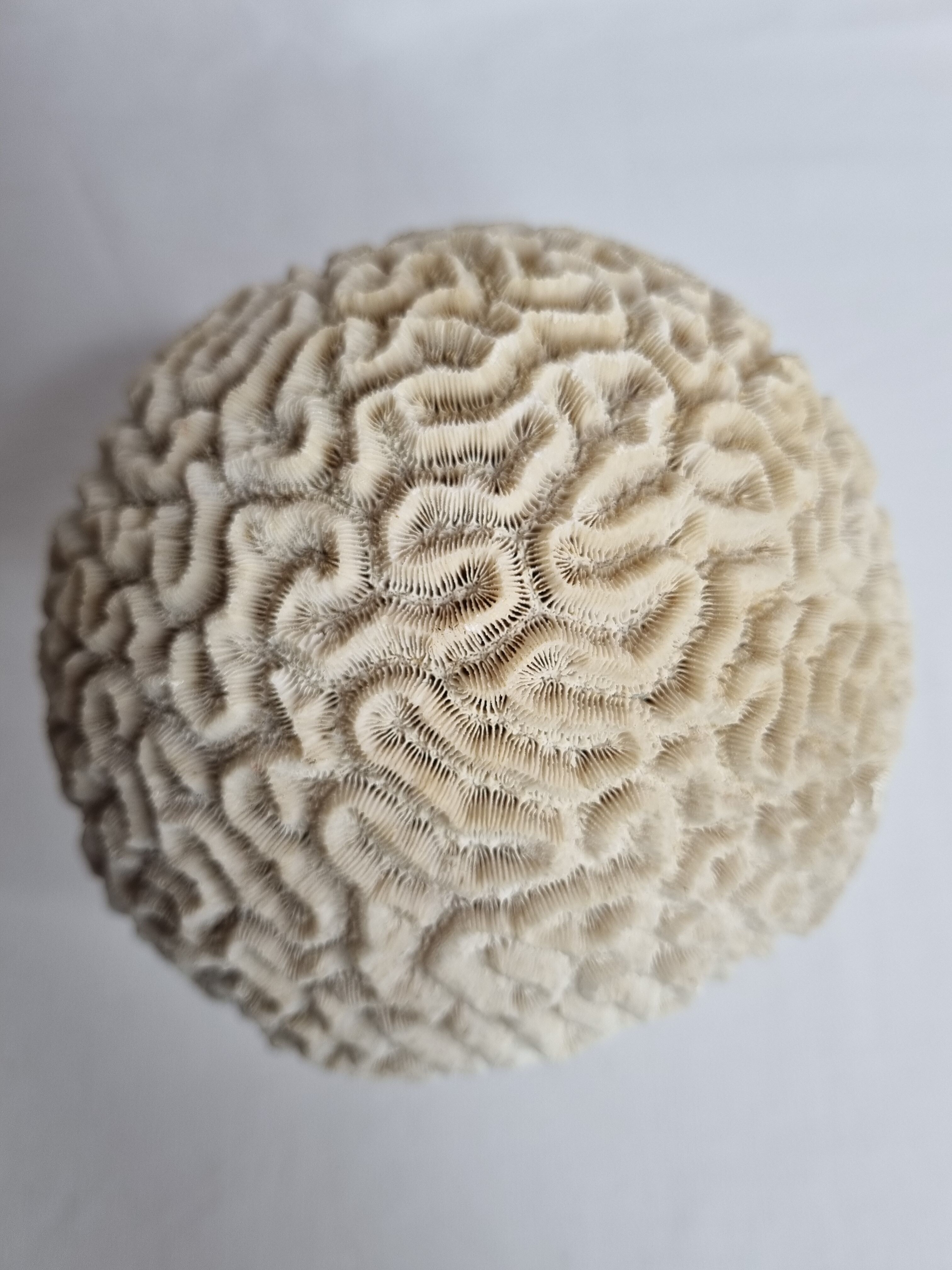 Ancient coral "brain" Diploria labyrinthiformis on base, 19 cm