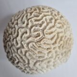 Ancient coral "brain" Diploria labyrinthiformis on base, 19 cm