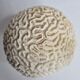 Ancient coral "brain" Diploria labyrinthiformis on base, 19 cm