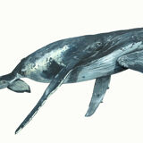"Joy & Marius", the whale and its cub, art print 21/29.7 cm