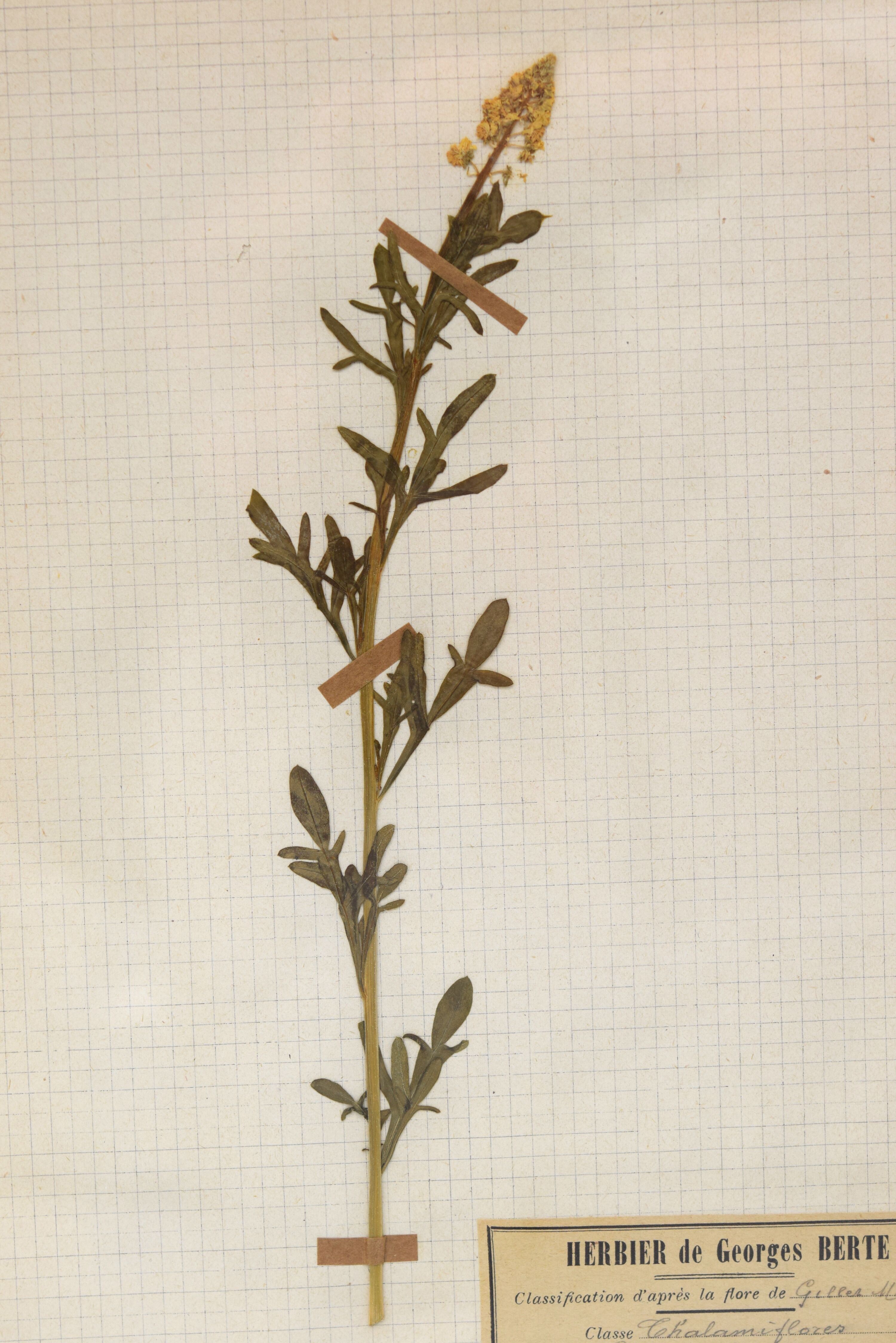 George Bert Herbarium