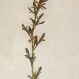 George Bert Herbarium