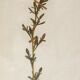 George Bert Herbarium