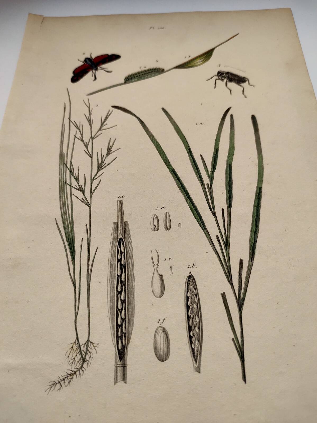 Old engraving from 1838 - Zygene butterfly and herbs - Original zoological and botanical plate