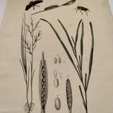 Old engraving from 1838 - Zygene butterfly and herbs - Original zoological and botanical plate