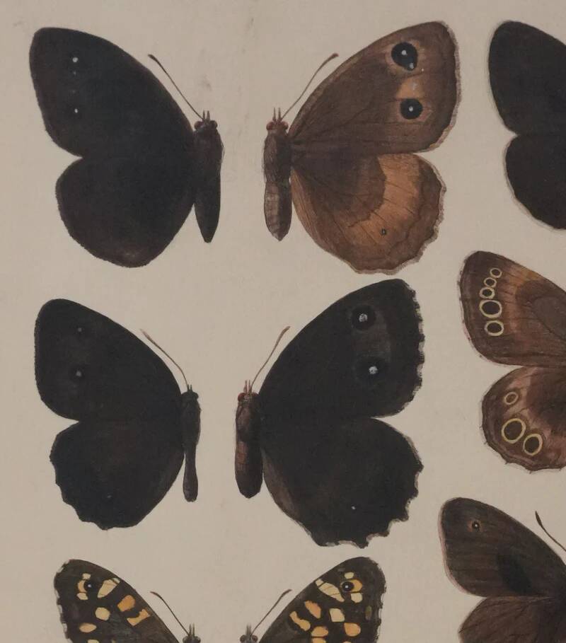 Small brown and orange butterflies, original signed watercolour, Roger METAYE.
