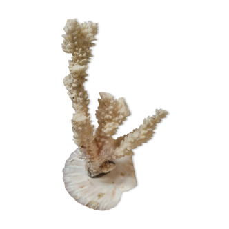 Coral of 1970