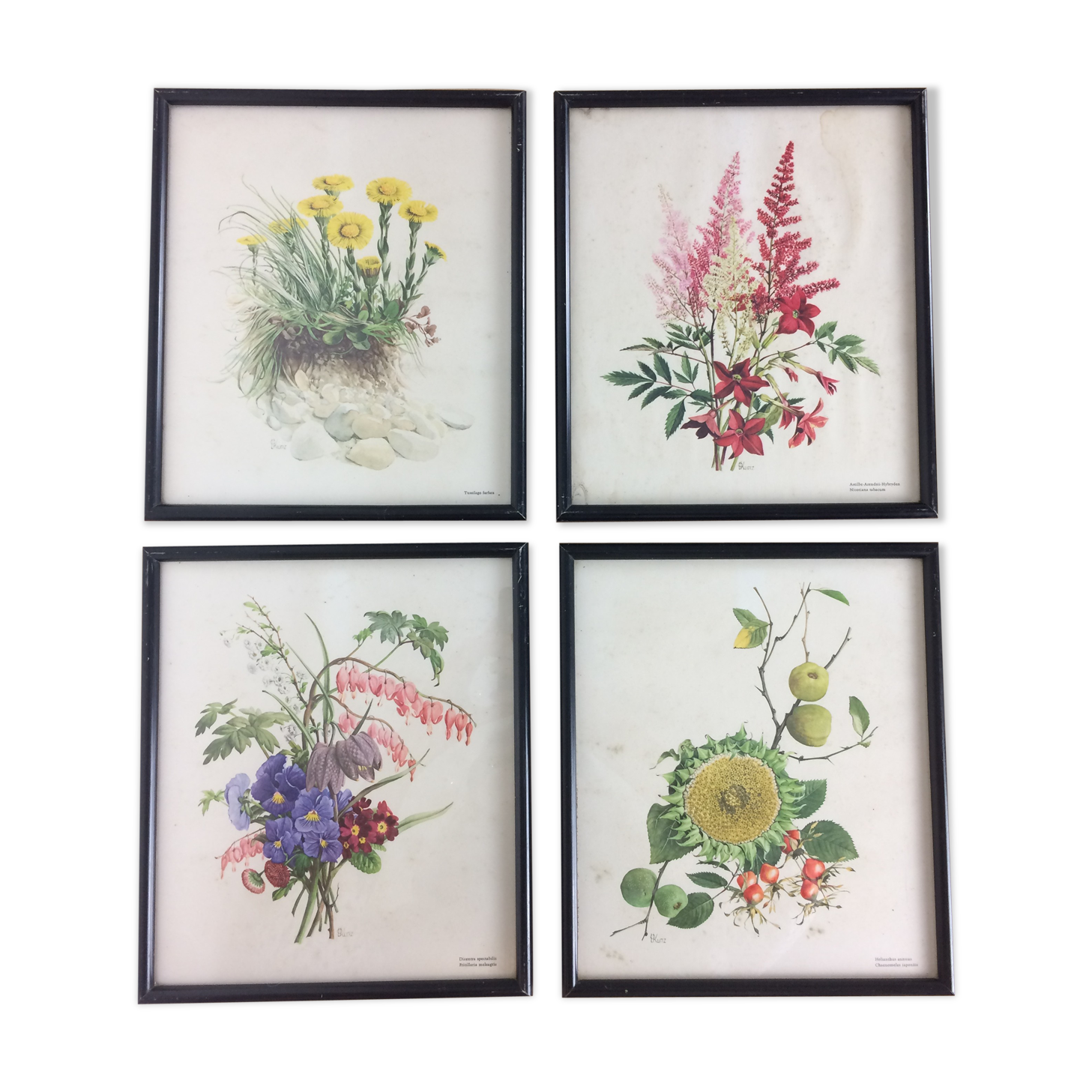 Lot of 4 framed botanical posters