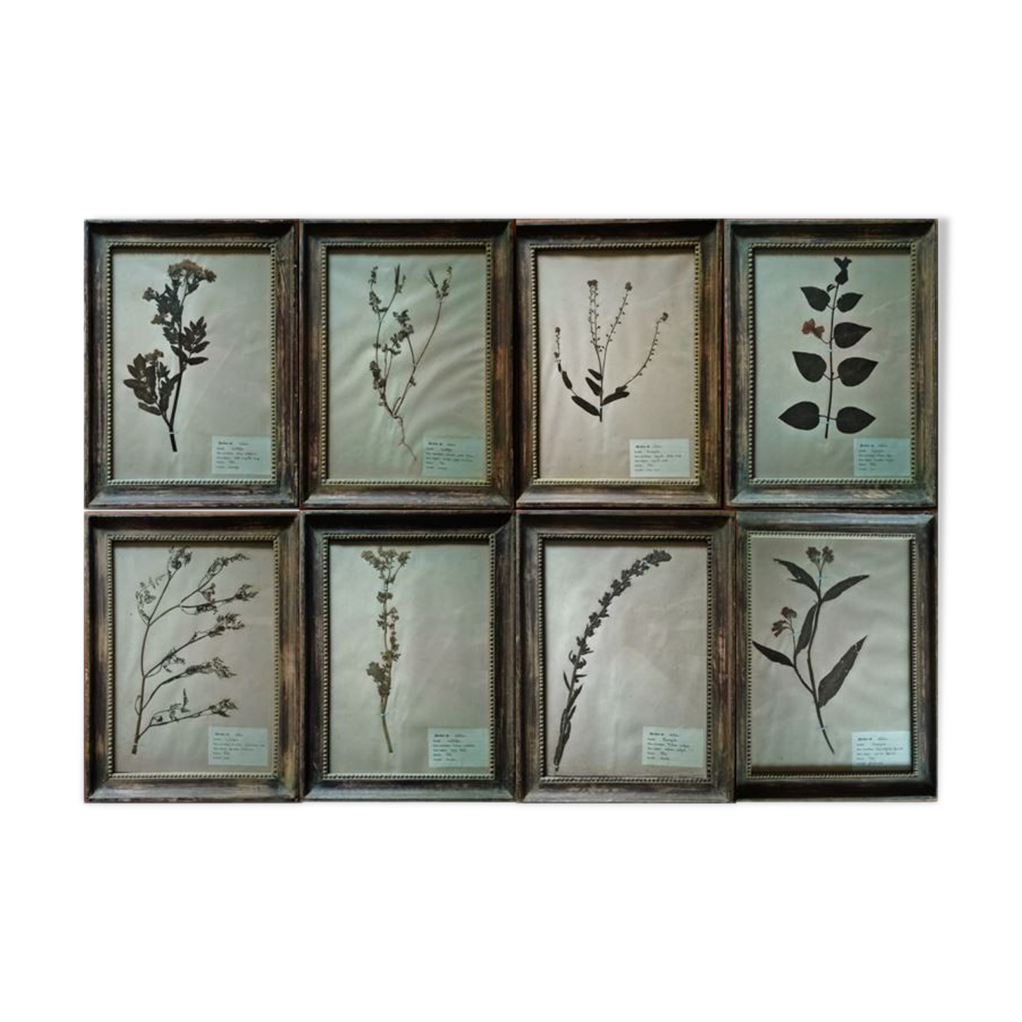 Lot de 8 planches herbier