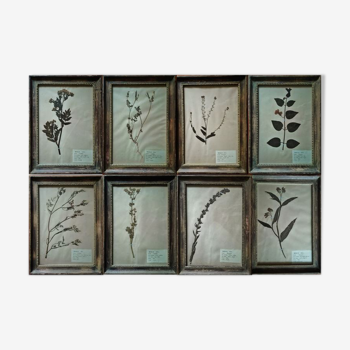 Lot de 8 planches herbier