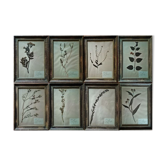 Lot de 8 planches herbier
