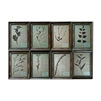 Lot de 8 planches herbier