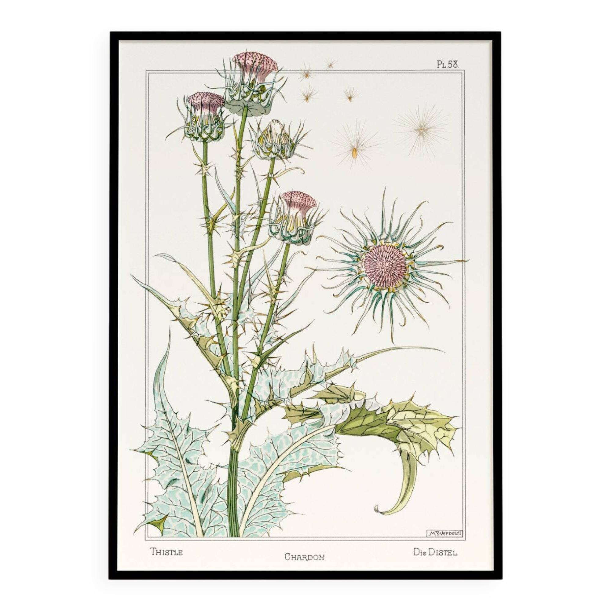 Poster “Thistle”, after an Art Nouveau lithograph from 1897
