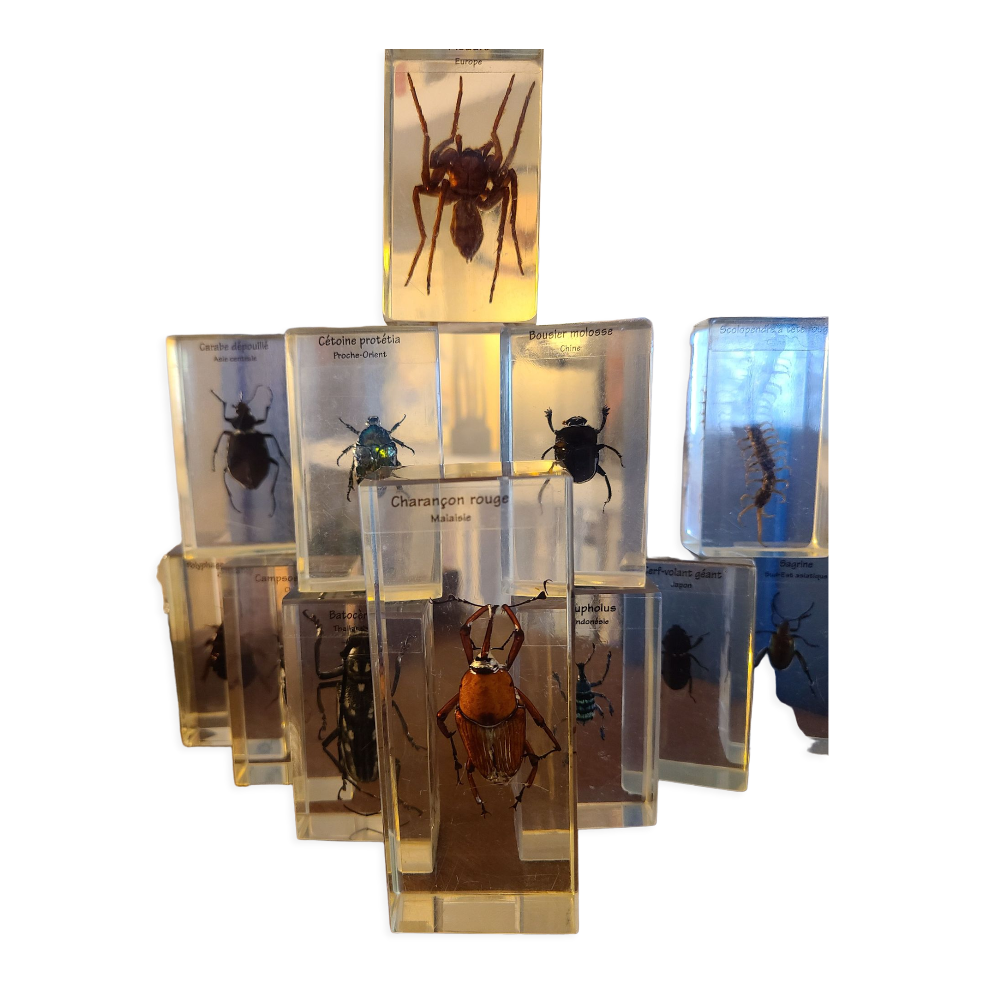 Insects under vintage resin