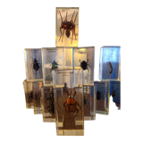Insects under vintage resin