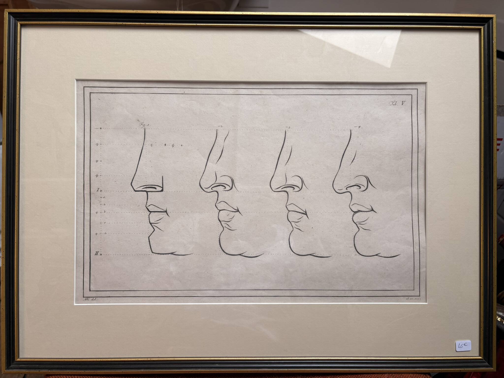 Old Print Engraving 19th Century Anatomy Nose Mouth Plate Head Morphology
