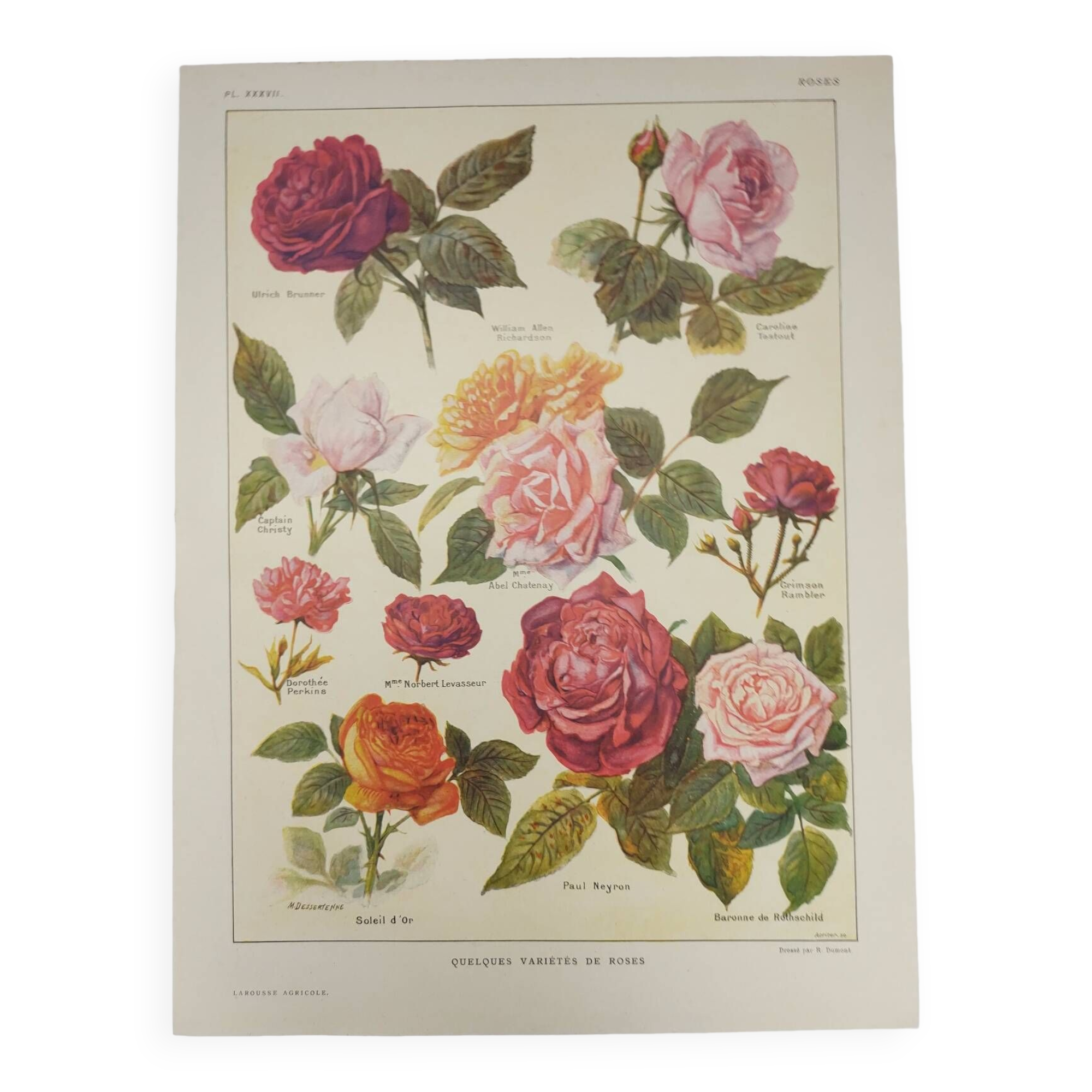 Gravure Originale de 1922 - Roses - Planche ancienne de  fleurs de J.M Dessertenne