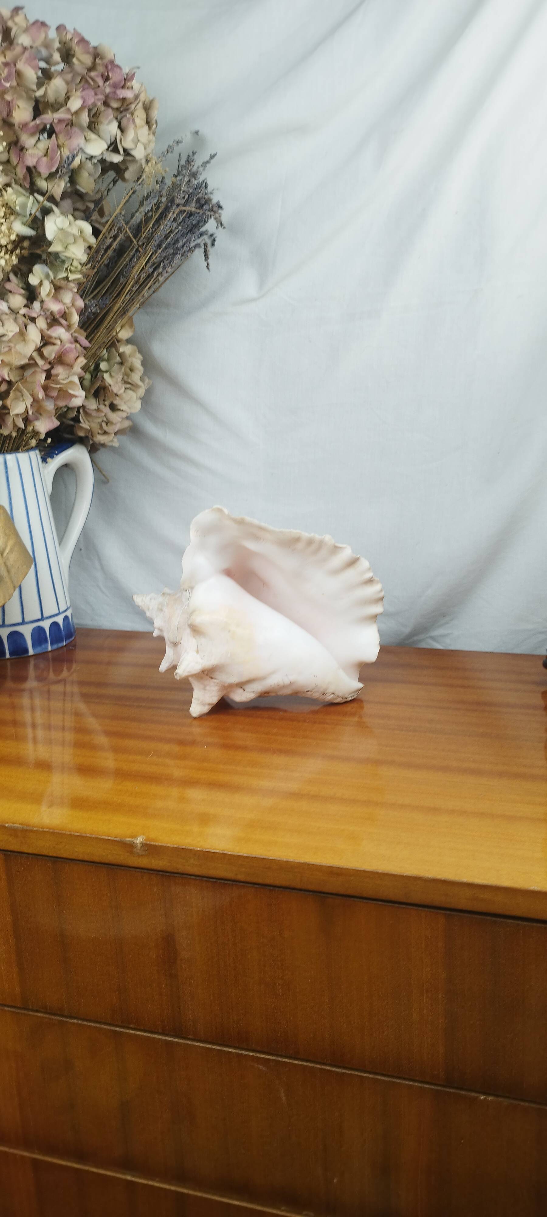 Large Lambi Conch, Marine Curiosity Object, Vintage Seashell