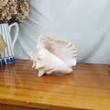 Large Lambi Conch, Marine Curiosity Object, Vintage Seashell