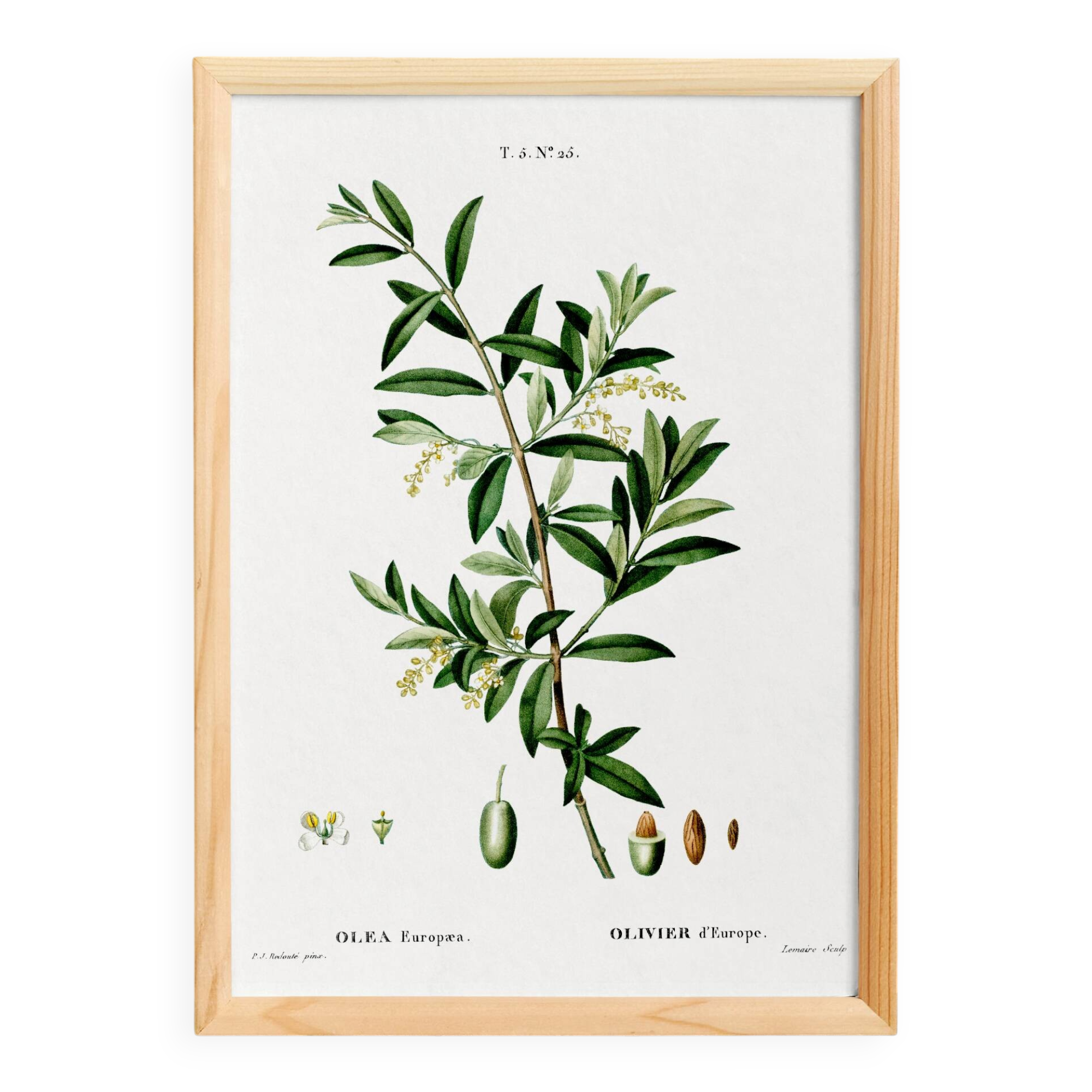 Poster about the European olive tree, based on an old engraving from 1802