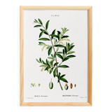 Poster about the European olive tree, based on an old engraving from 1802