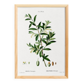 Poster about the European olive tree, based on an old engraving from 1802