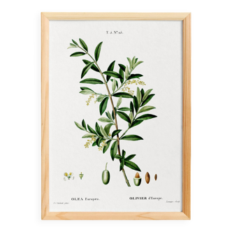 Poster about the European olive tree, based on an old engraving from 1802
