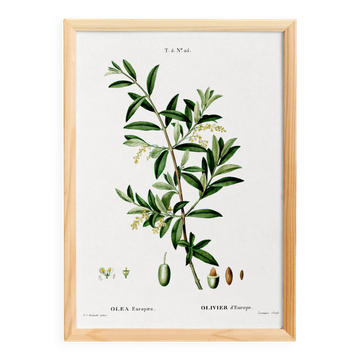 Poster on the European Olive, based on an old engraving from 1802.