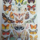 Lithograph on "European" butterflies from 1928