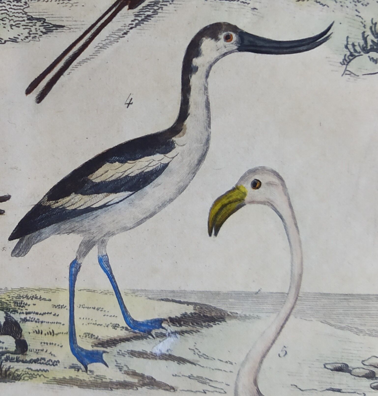 Original ornithological plate "