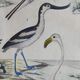 Original ornithological plate "