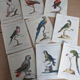 9 bird illustrations: parrots and parakeets