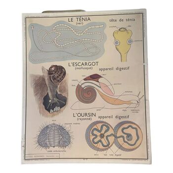 Affiches scolaire vers Mollusque et Classification des Vertébrés Montmorillon Rossignol
