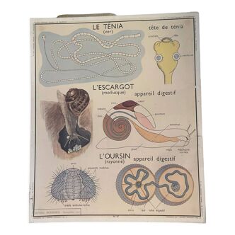 School posters towards Mollusc and Classification of Vertebrates Montmorillon Rossignol