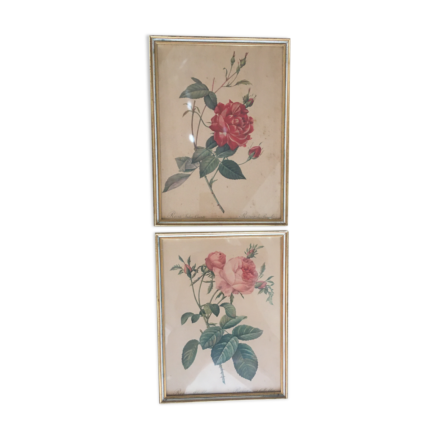Two botanical plates.